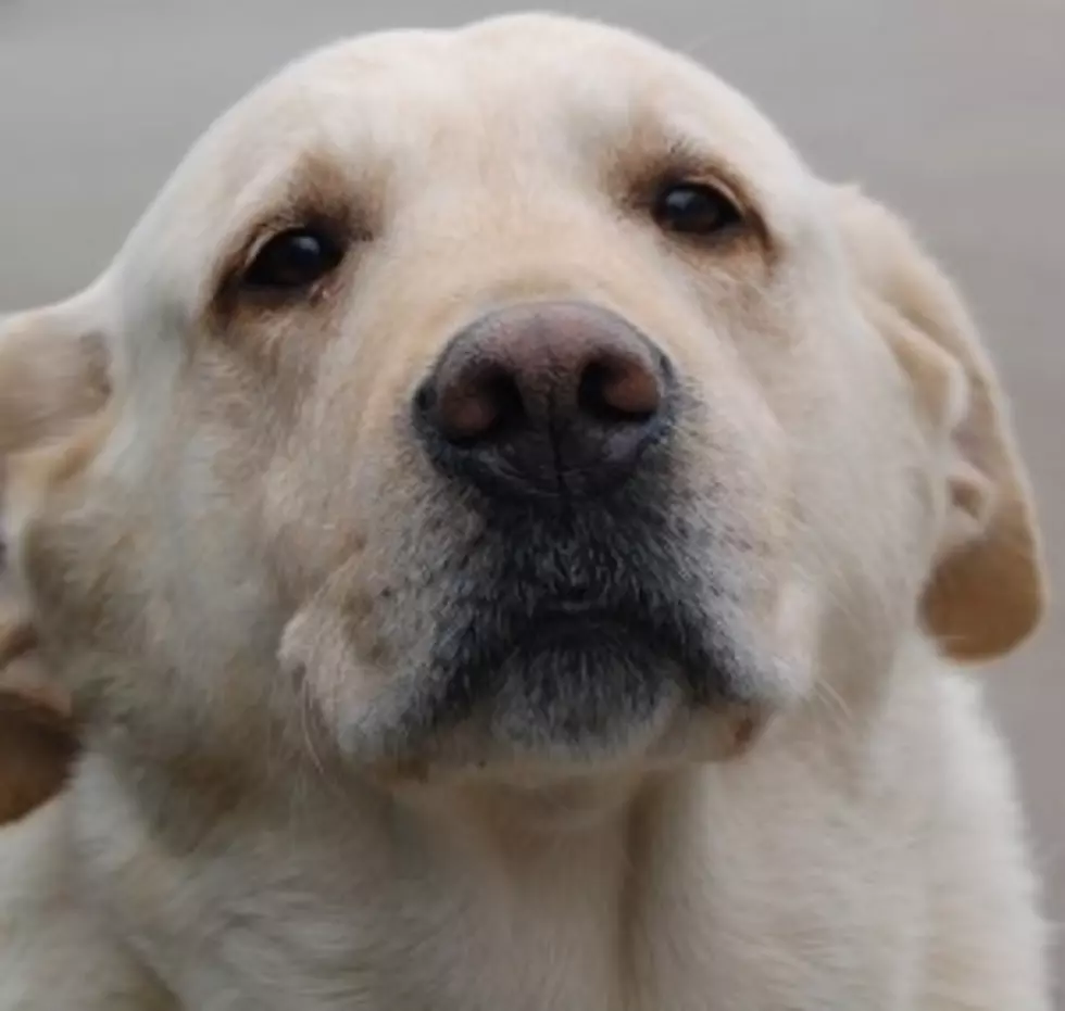 Newest Budweiser Commercial May Have You Crying [Video]