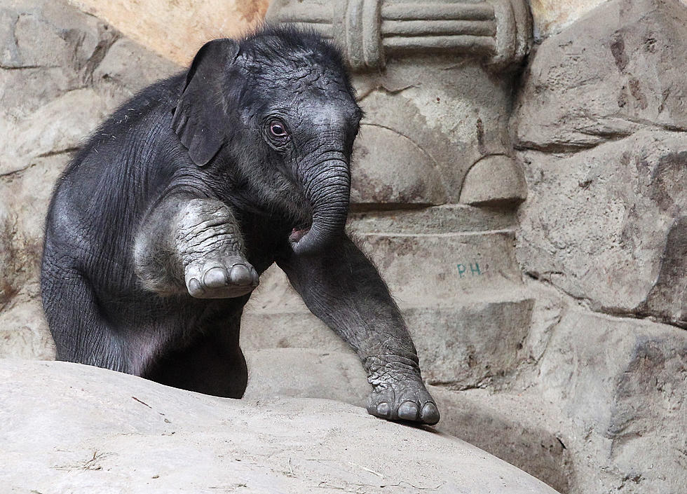 Baby Elephant Falls At Zoo – Herd Rescues Him [Video]