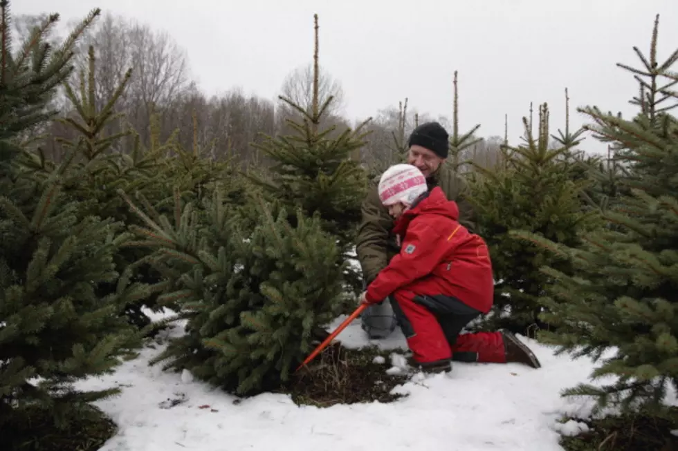 Get Your Christmas Tree from a National Forest