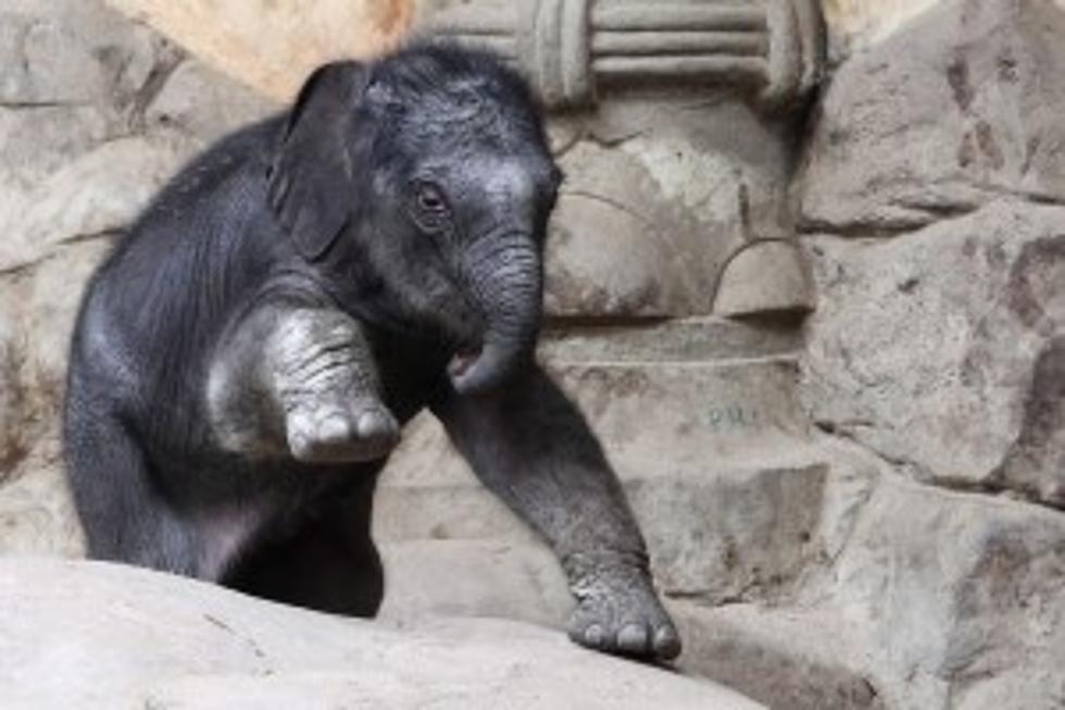Baby Elephant Blowing Bubbles [Video]