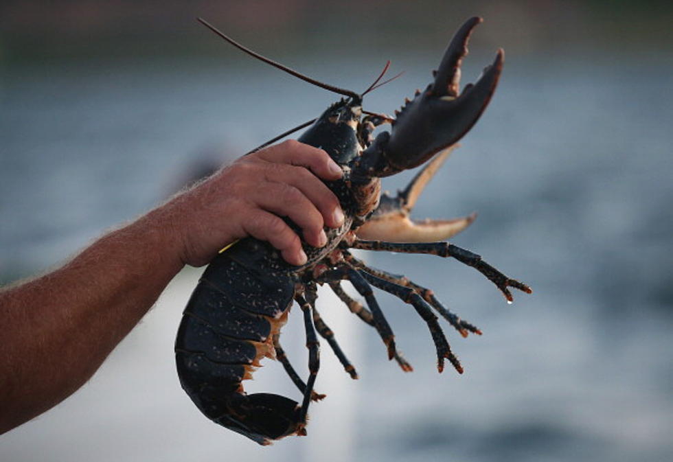 Who Knew Lobsters Were so Difficult to Catch [Video]