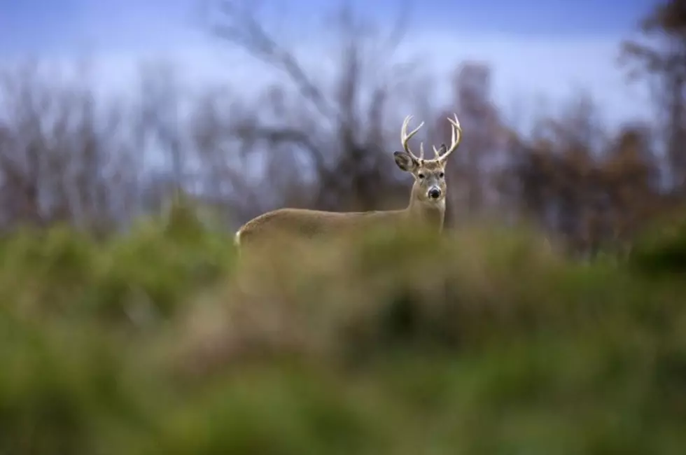 Michigan DNR Offers 10 Tips for Hunting Safety