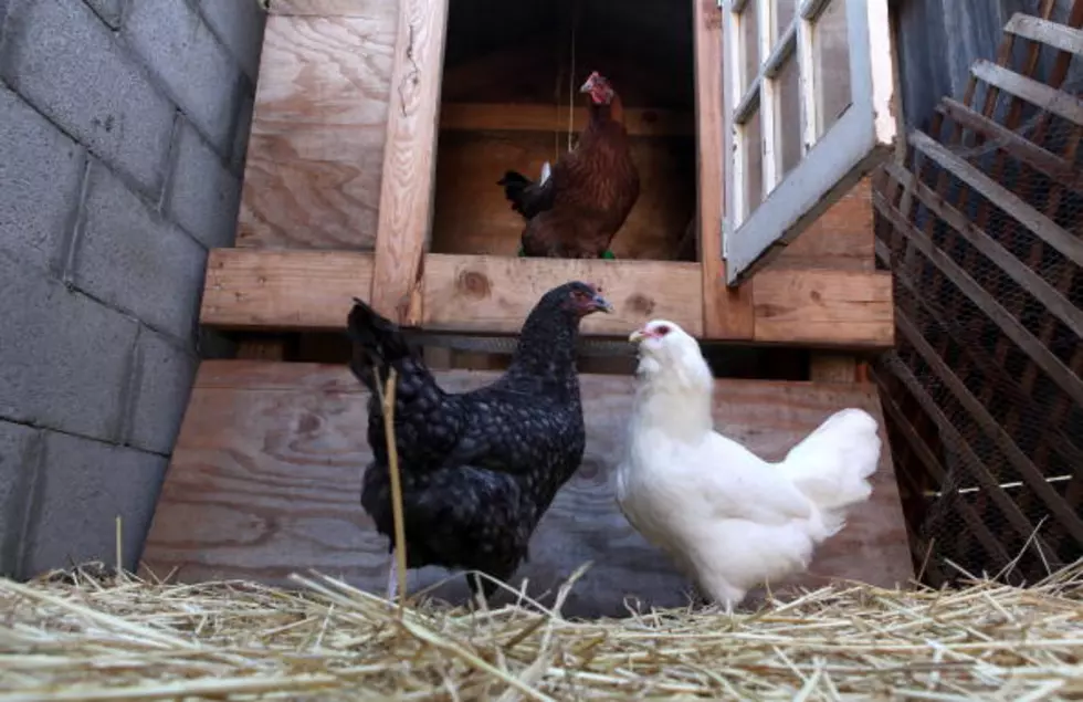 Backyard Chickens Ordinance Proposed For Grand Rapids