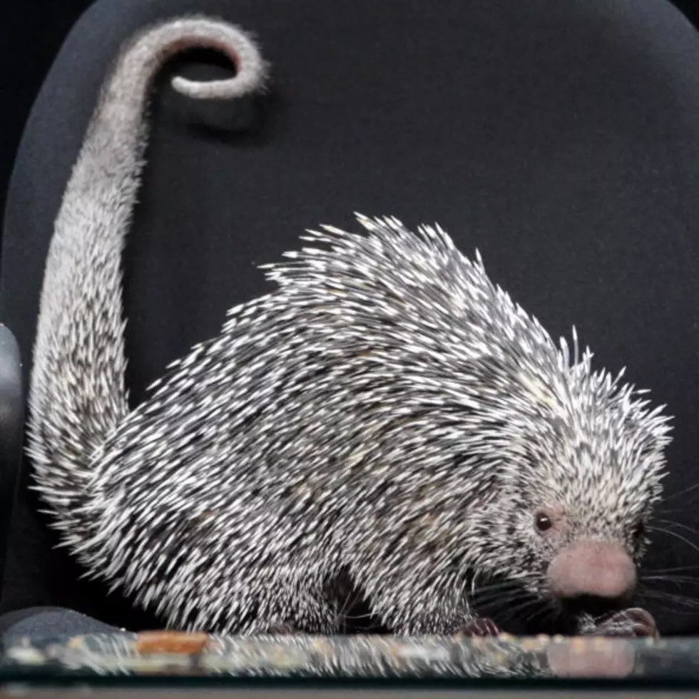 It’s Super Bowl Sunday! And the Winner Will be…..? Ask the Porcupine [Video]