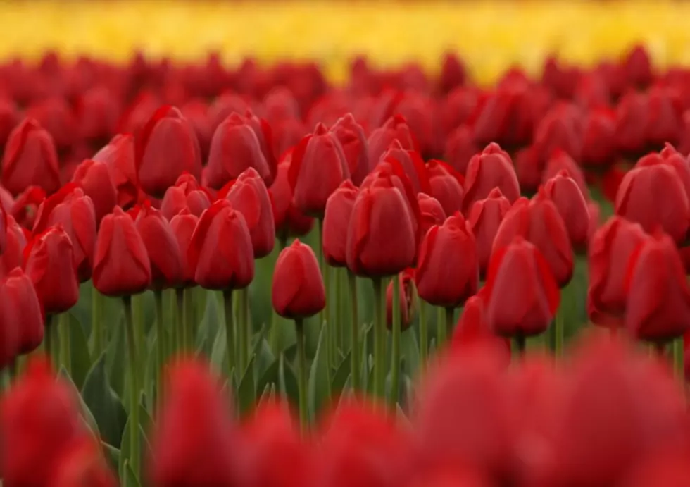 Old Tulip Time Video Reminds Us of Spring [Video]