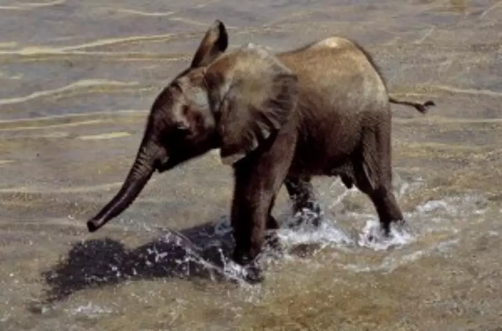 Baby Elephant Takes a Bath [Video]