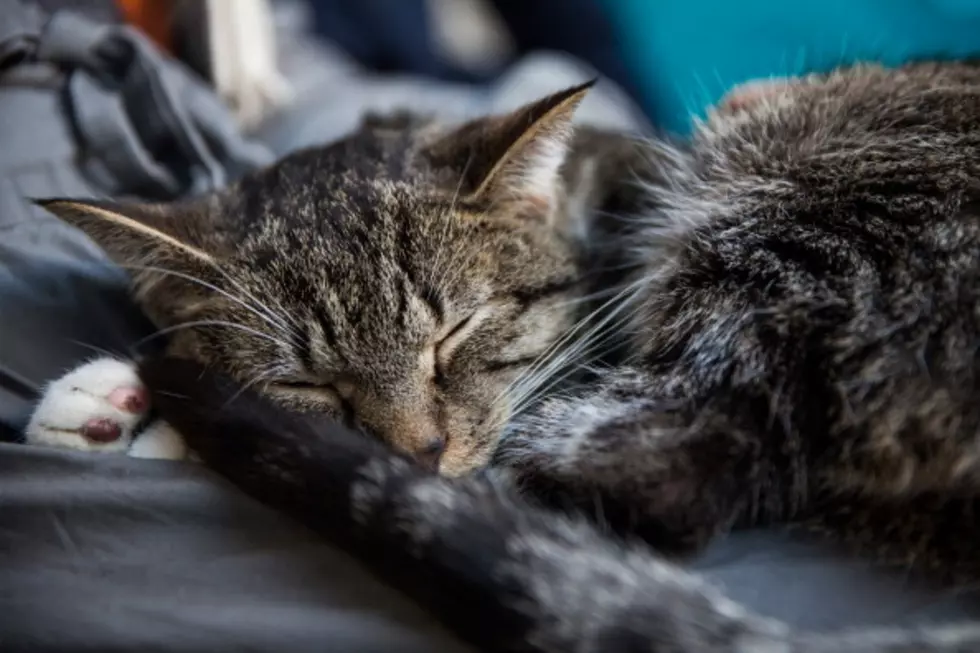 Cat Owners…This Your Life! [Video]