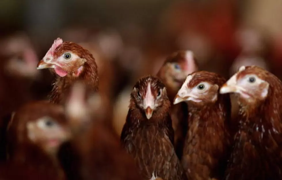 Michigan Cancels All Poultry and Waterfowl Exhibitions Due to Avian Flu Risk