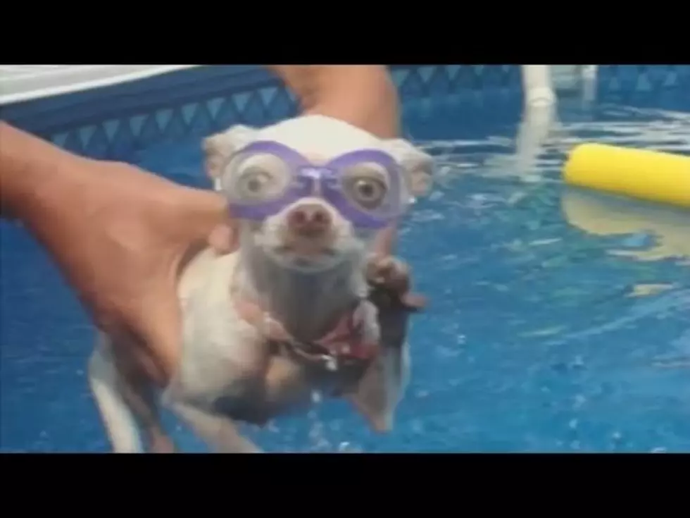 Dogs and Swimming Pools Just go Together [Video]