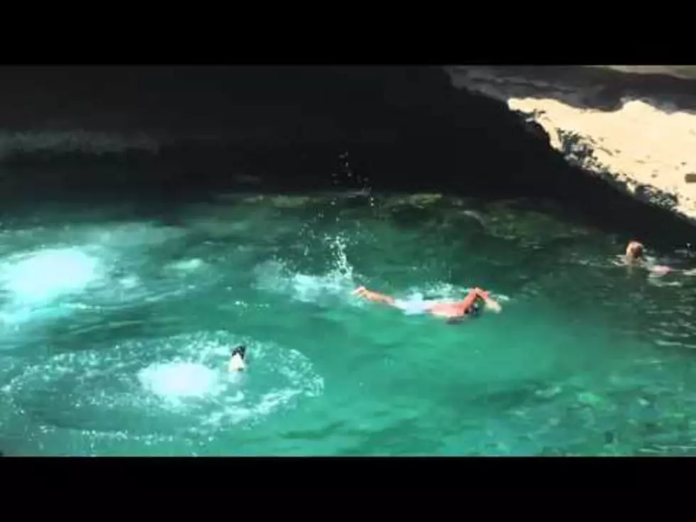 Fearless Dog Dives off a Cliff [Video]