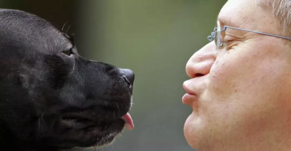 These Are Some Well Trained Dogs [Video]