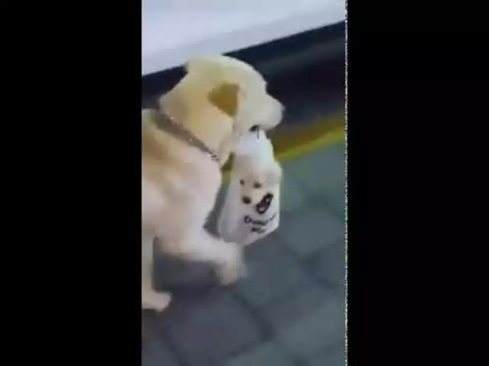 Mother Dog Finds a New Way to Get Her Pup Around [Video]