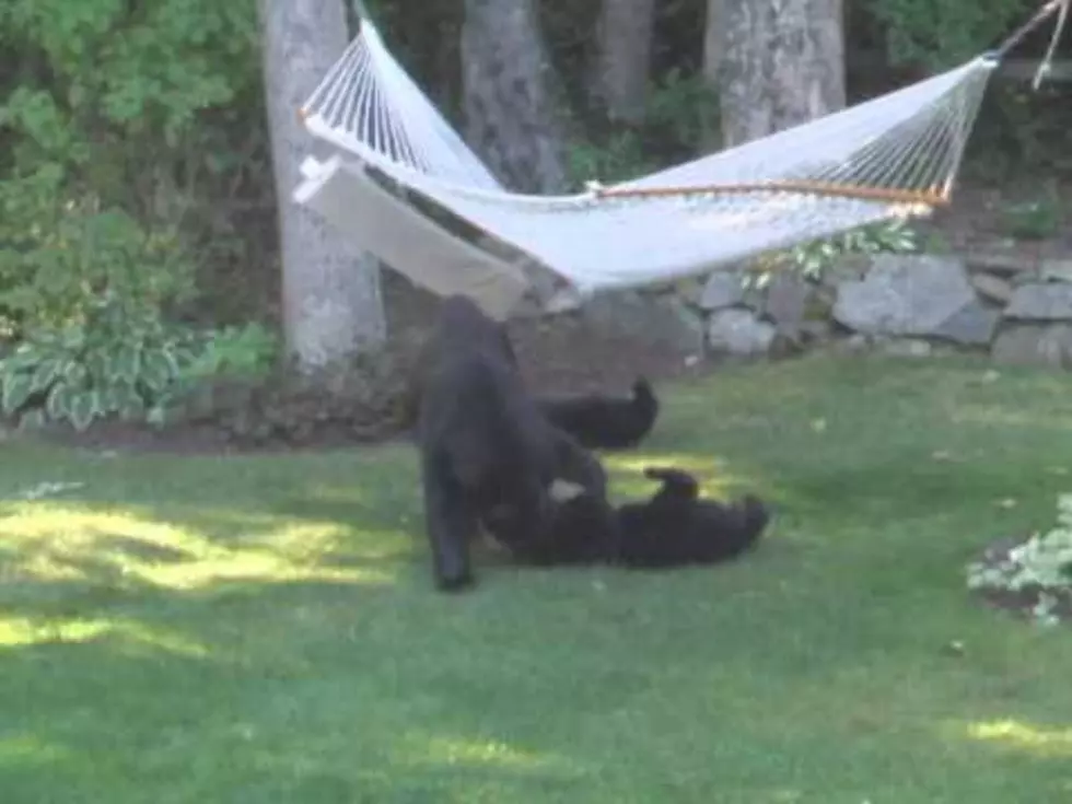 Yikes! Bears are Playing in My Yard! [Video]