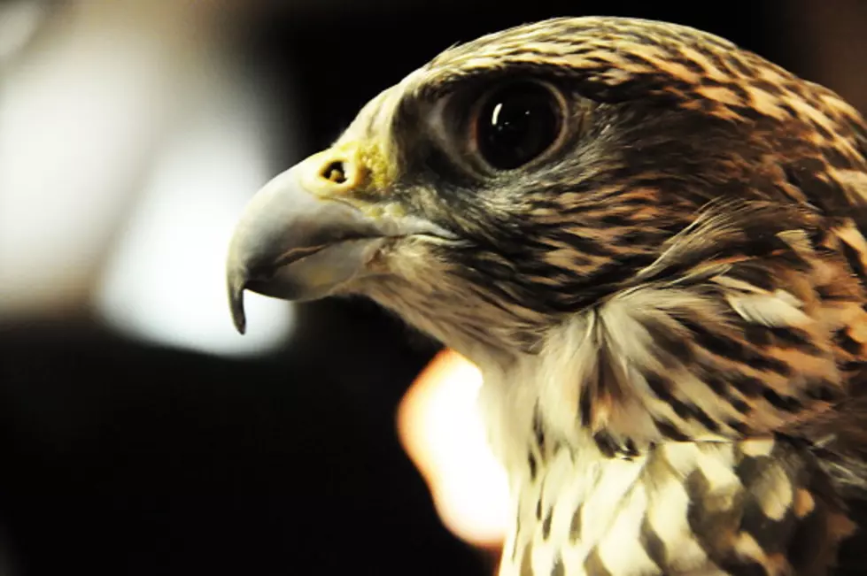 Man Loses His Bird After Letting Him Fly Free [Video]