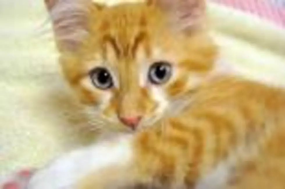 Cute Cat Video for all cat Lovers [Video]