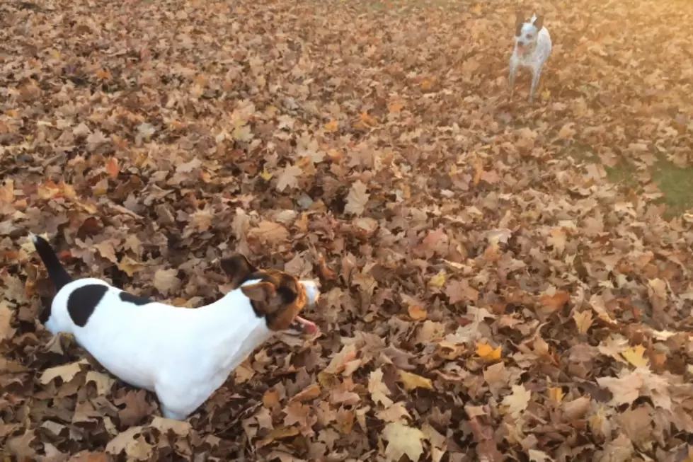 Dogs Love Playing in Pile of Leaves [Video]
