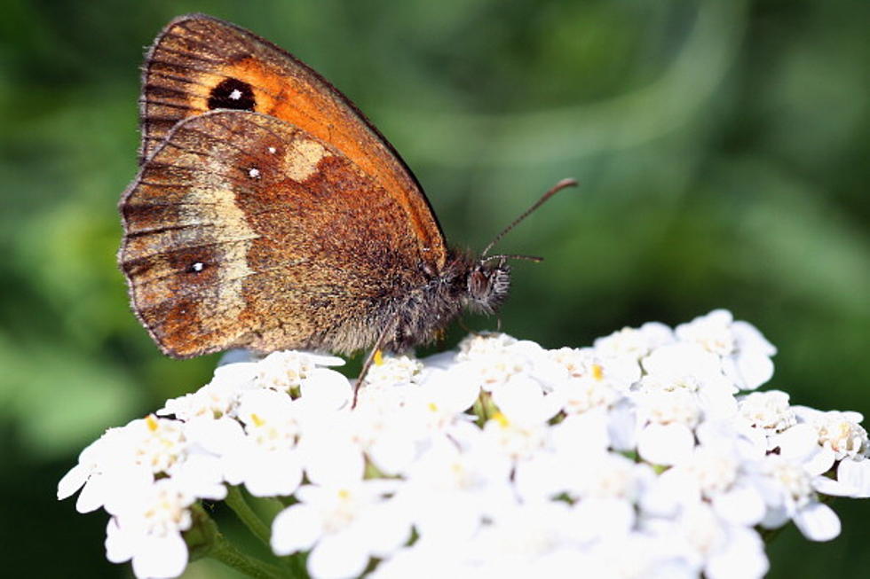 The Butterflies Will be Flying at Meijer Gardens Beginning Tomorrow