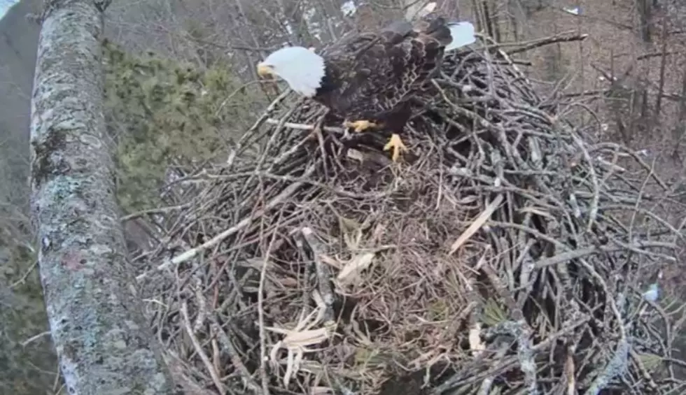 Watch Live Video of Bald Eagles Nesting in Michigan [Video]
