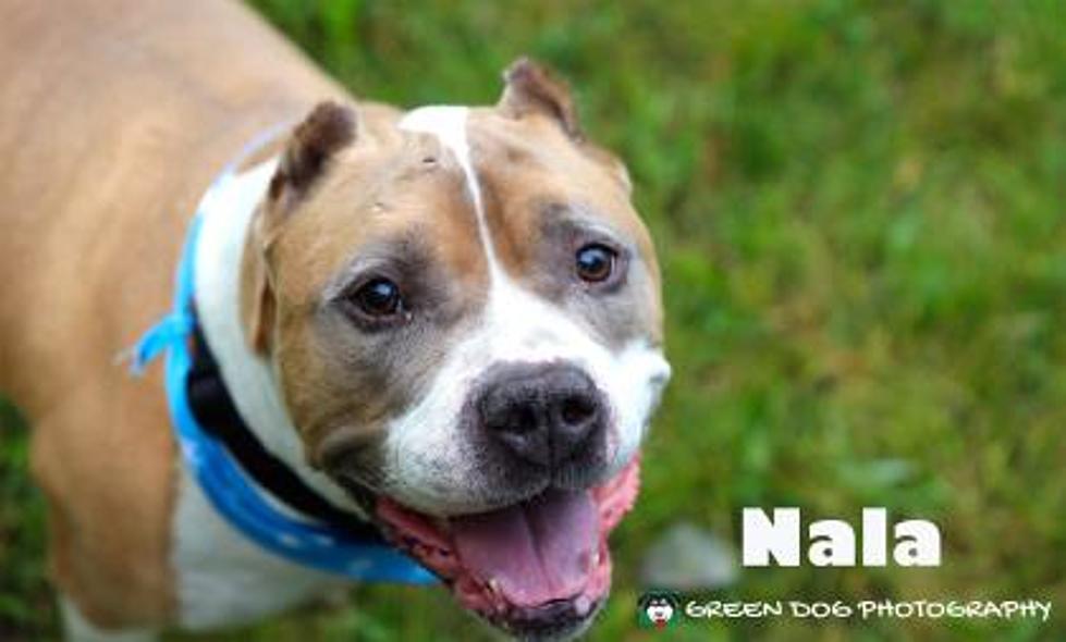 Nala is our Pet of the Week on Wet Nose Wednesday
