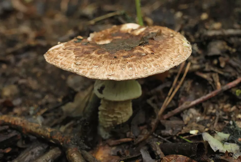 Wild Mushroom Foraging Classes and Certification Being Offered