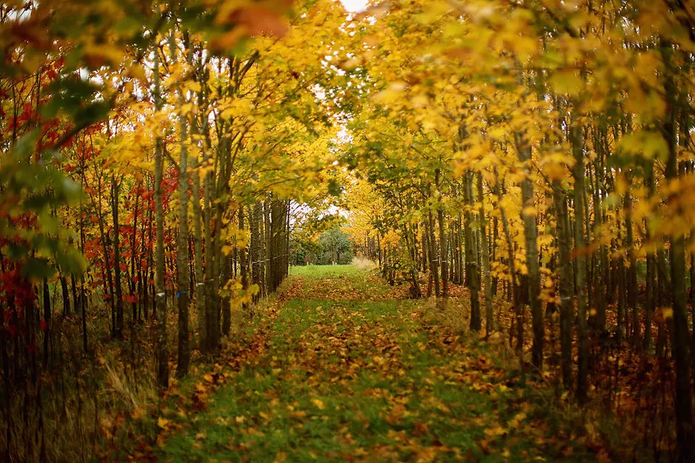 The Best Local Roads to See Fall Color