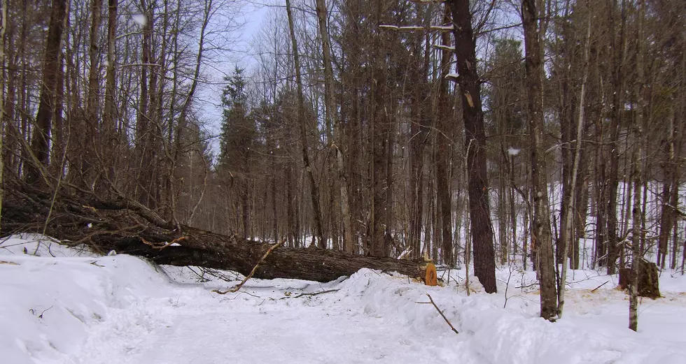 Three Men Charged With Felonies for Alleged Theft of Logs From Public Land
