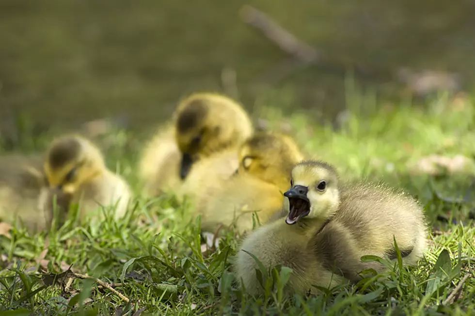 Birds, Geese and Ducks are Nesting Michigan, What You Should and Shouldn&#8217;t Do