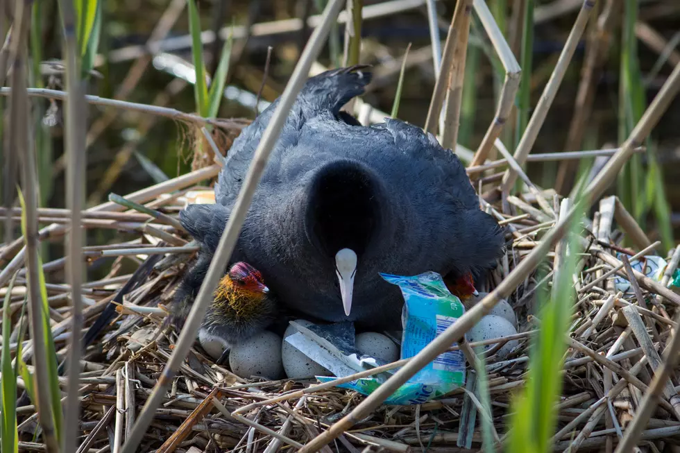 Amazing Time-Lapse Video of Bird Nest With a Sad End [Video]