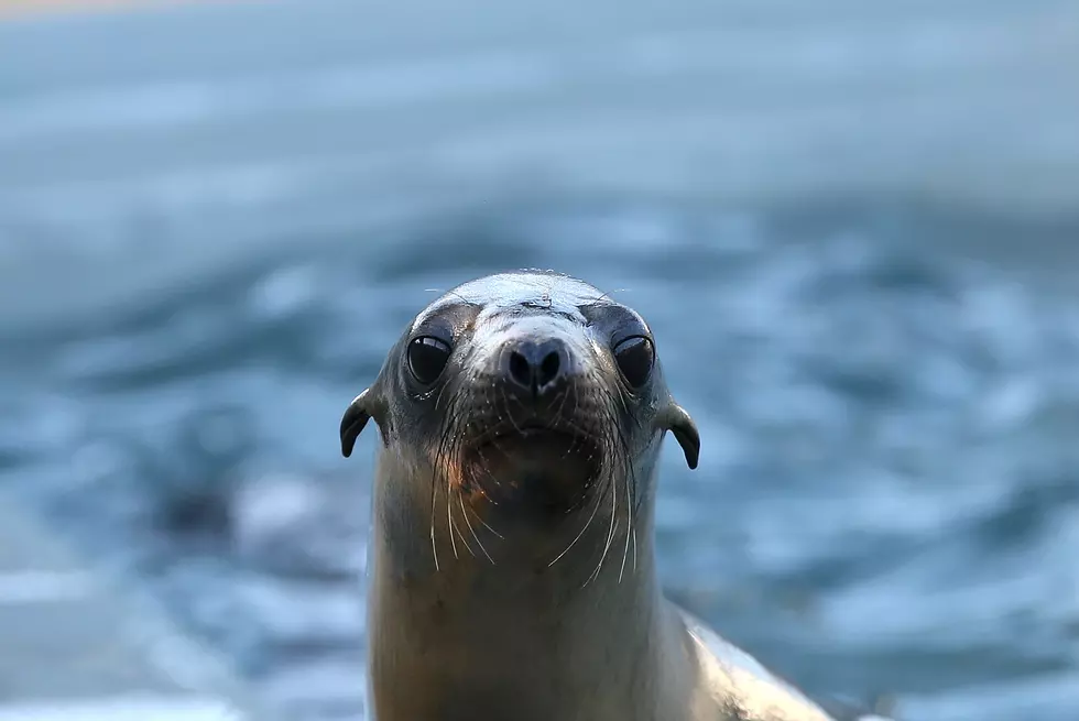 The Singing Sea Lion [Video]