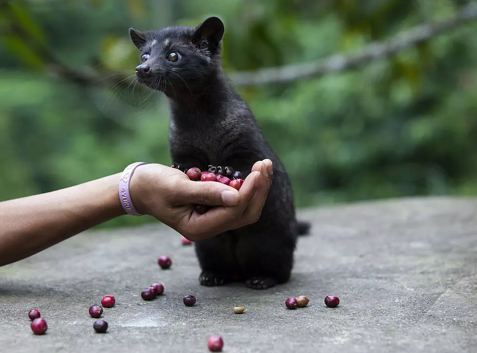 Michigan Company Brings Coffee Partially Digested by Tropical Cats to U.S.