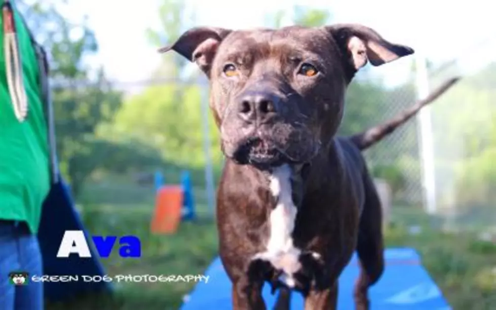 Ava is our Pet of the Week on Wet Nose Wednesday