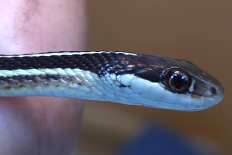 How to Identify Michigan Snakes [Videos]