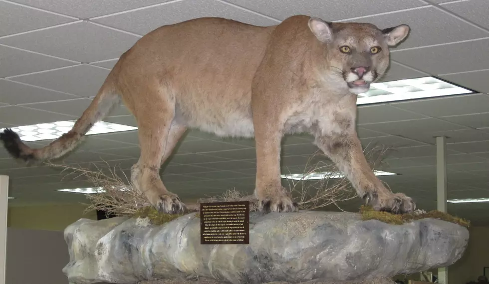 DNR Testing Explains Where Michigan&#8217;s Cougars Came From