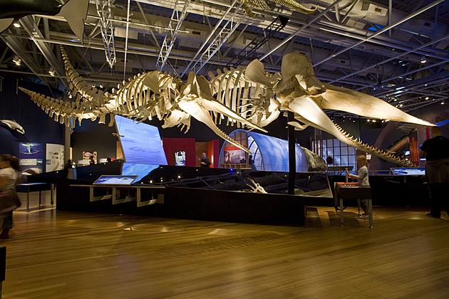 Whales are Coming to the Grand Rapids Public Museum