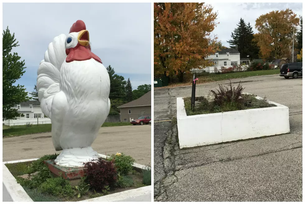 Byron Center Chicken Going to &#8216;Rehab&#8217;