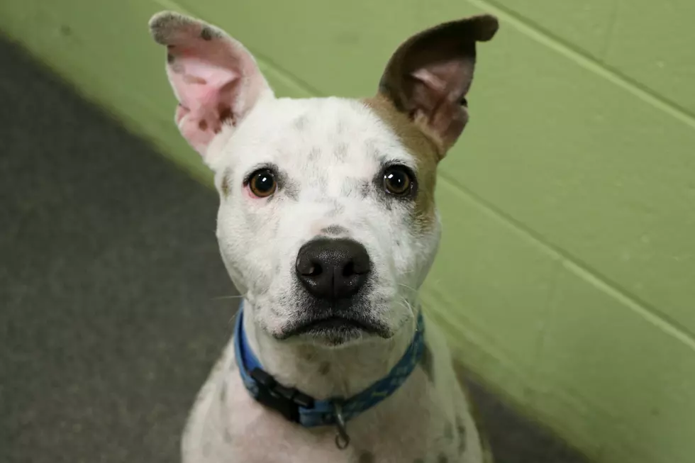 Davey is our Pet of the Week on Wet Nose Wednesday