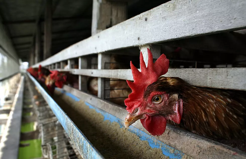 Ionia/Coopersville Poultry Farm Converting to Cage-Free Housing, Adding 50 Jobs