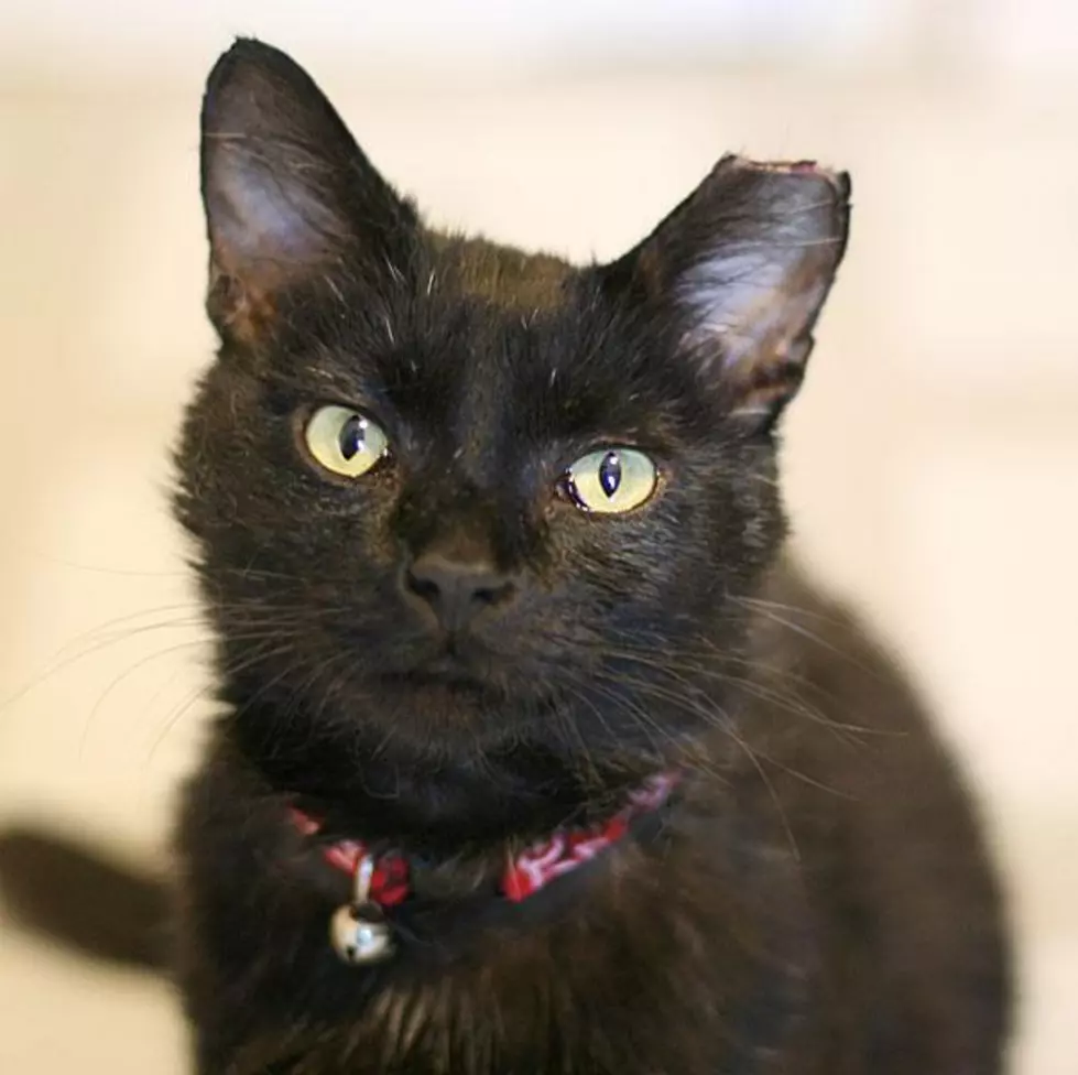 Adopt Jean-Clawed From Crash&#8217;s Landing