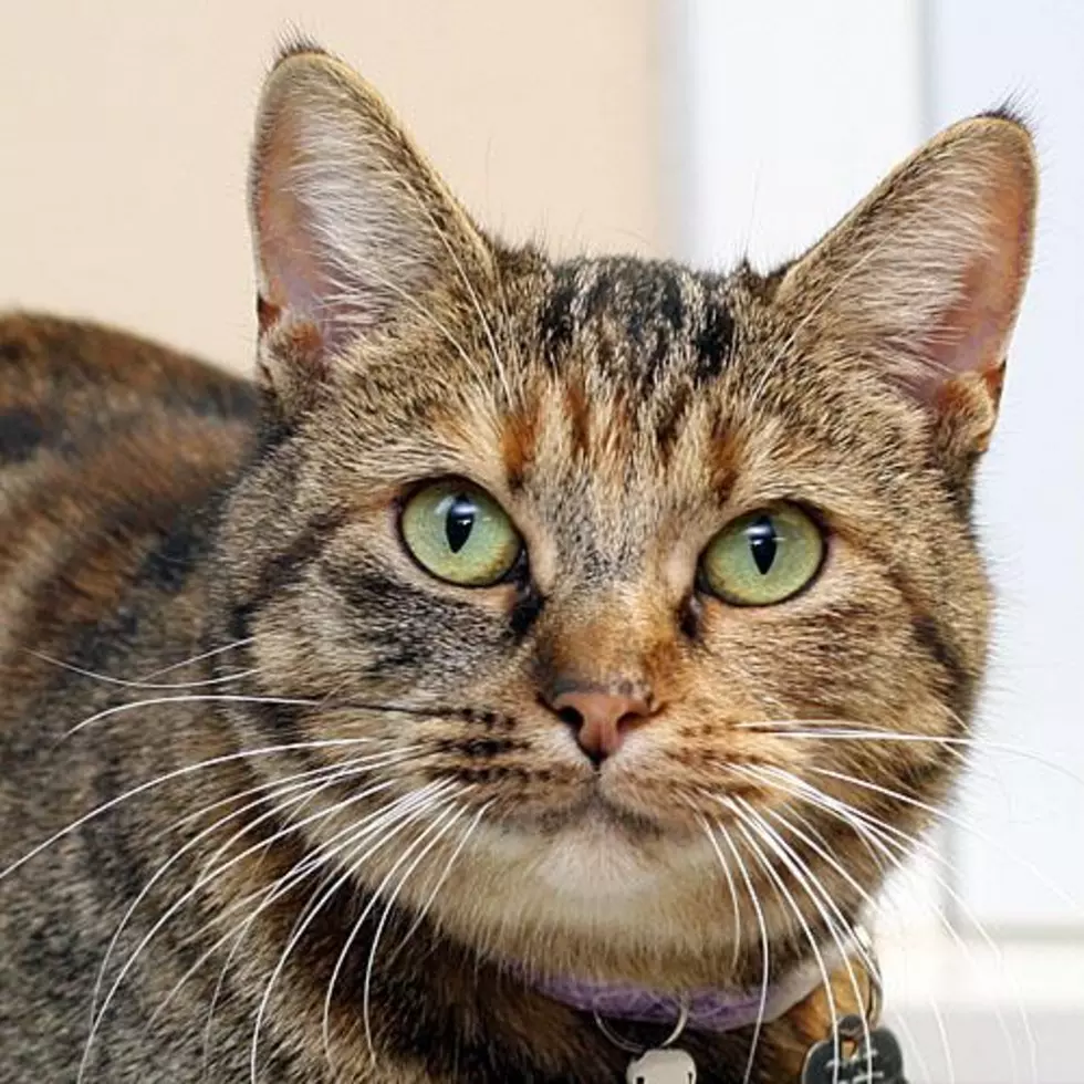 Adopt Kate Spayed From Crash&#8217;s Landing