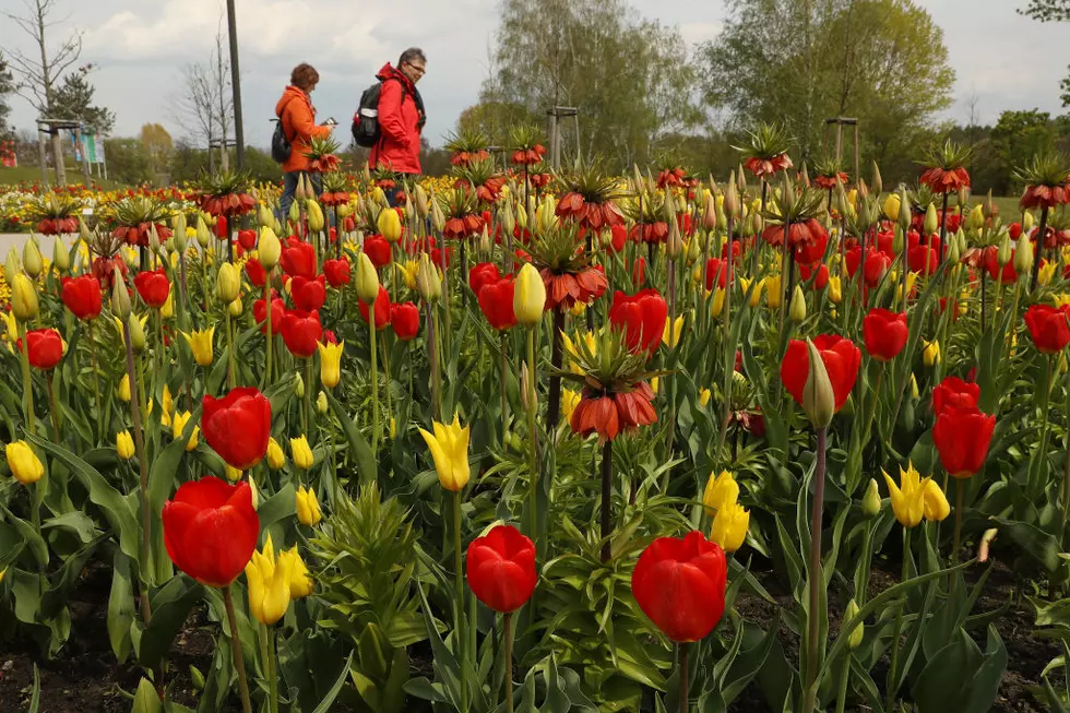 What You Need to Know About Holland’s Tulip Time Parades