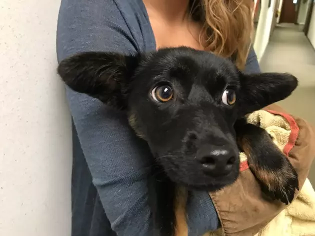 Natalie is our Pet of the Week on Wet Nose Wednesday