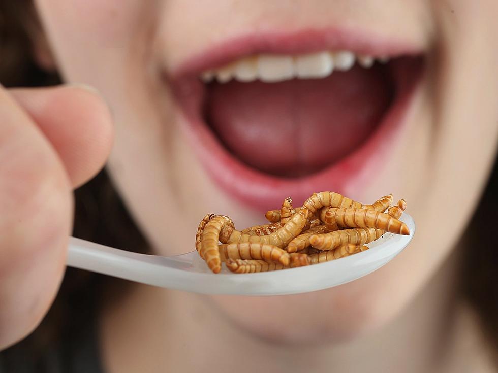 We Eat Bugs All The time And Don’t Even Know It