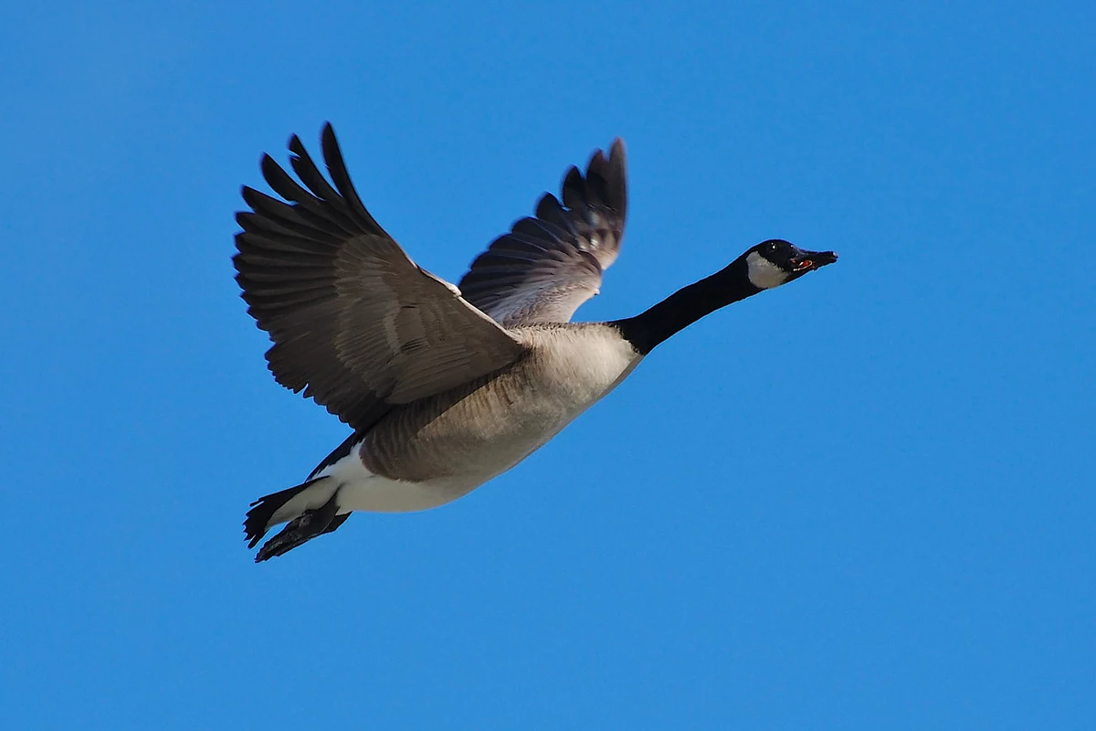 Keep Geese Out of Your Yard With Grape Concentrate, Plus Four More Tricks