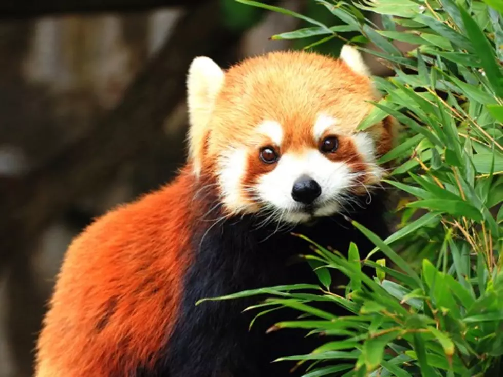 A Red Panda is Joining the John Ball Zoo Family This Summer