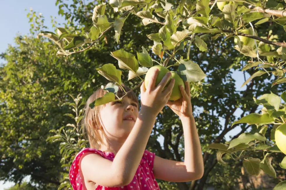 Honeycrisp Apple Season Hits West Michigan!