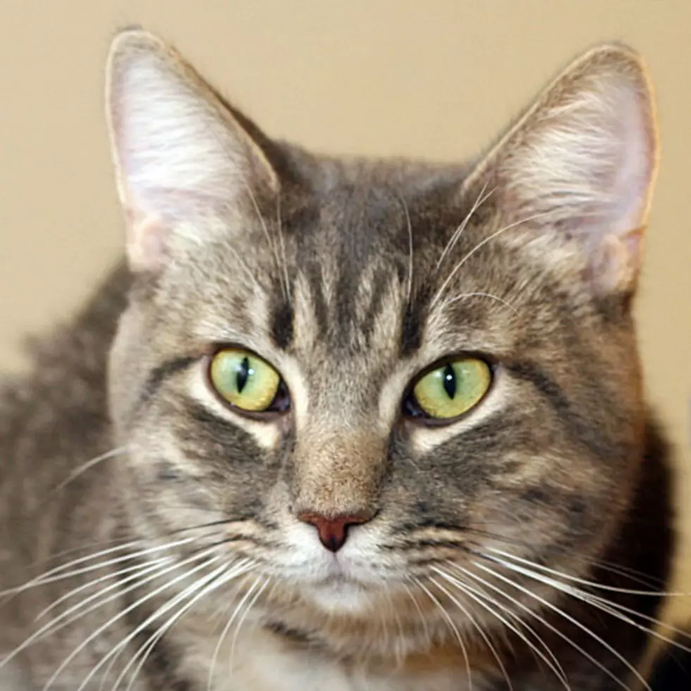 Adopt Captain Kidd From Crash&#8217;s Landing