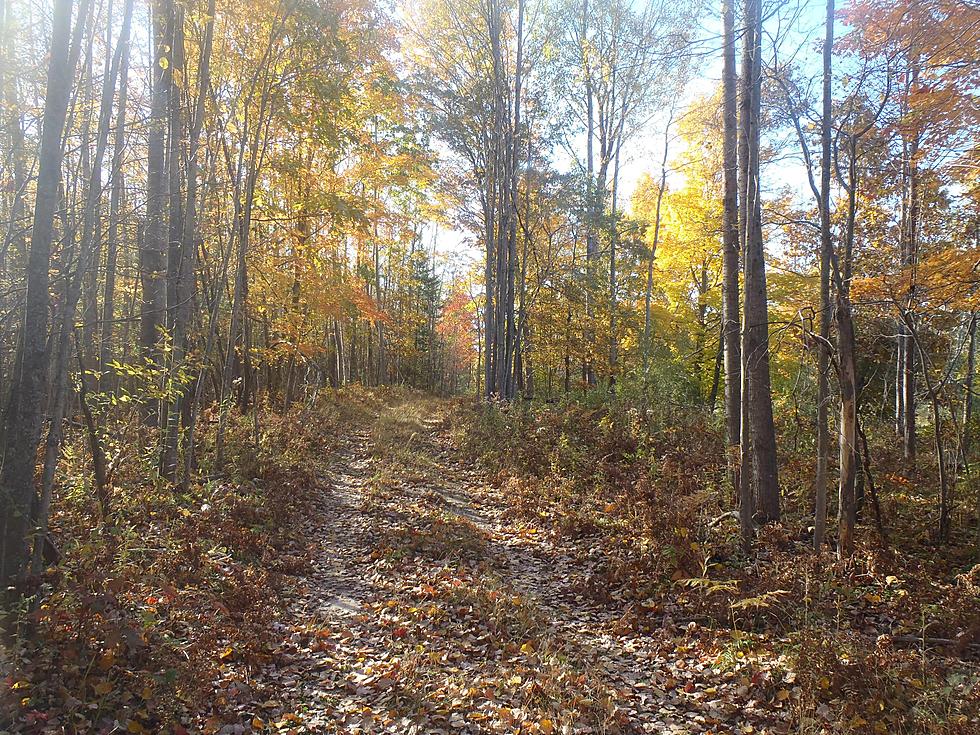 Michigan DNR Auctioning Surplus Land