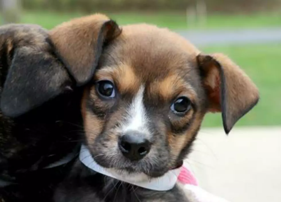 Rosie Visits for Wet Nose Wednesday