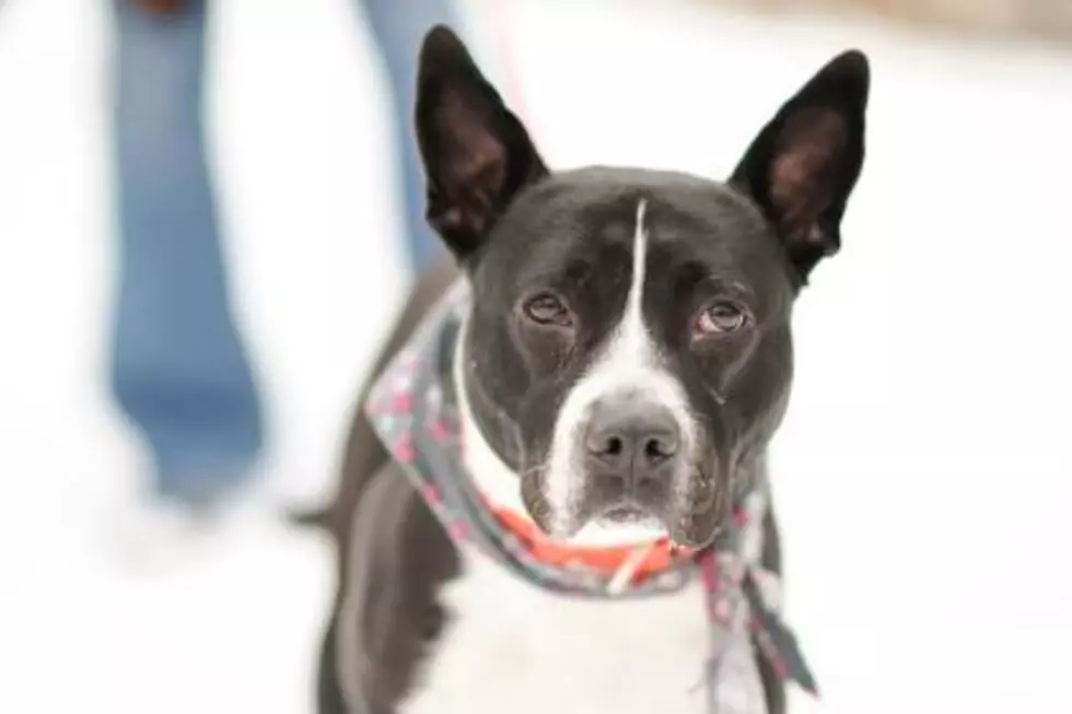 June Bug  our Pet of the Week on Wet Nose Wednesday