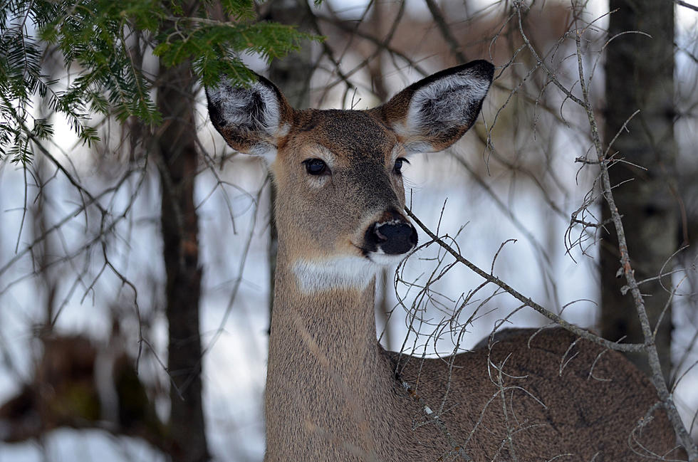 Long Winter Creates Concern for Michigan Deer Population